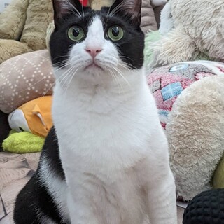 左後ろ足一部先天的欠如  あんこ【動画】