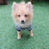 ポメラニアンの子犬　男の子シェーンくん サムネイル2