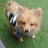 ポメラニアンの子犬　男の子シェーンくん サムネイル4