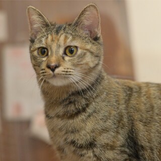 慣れるとゴロゴロさん♡キジトラ女子♪【マリー】