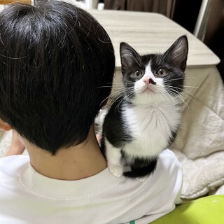人懐こくて美人なハチワレ女の子 小柄です