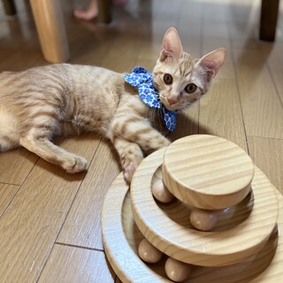 甘えんぼうのリロ