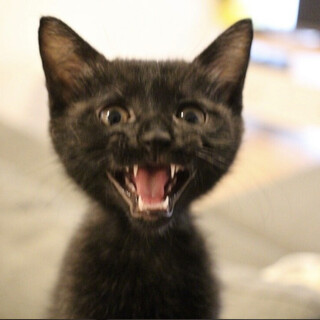 いつもご機嫌な甘えん坊 たねくん