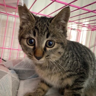 可愛いキジトラの男の子