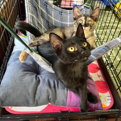 in瀬戸市☆子猫がいる臨時譲渡会2022年12月10日（土）～ ちーむ にゃいんず