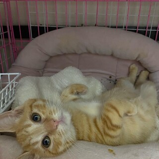 可愛い珍しい茶トラの女の子