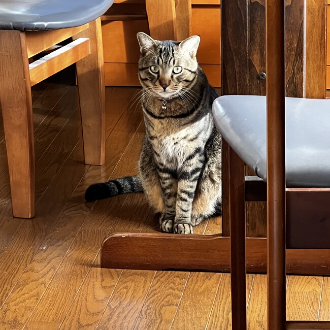 みひぃのカバー写真
