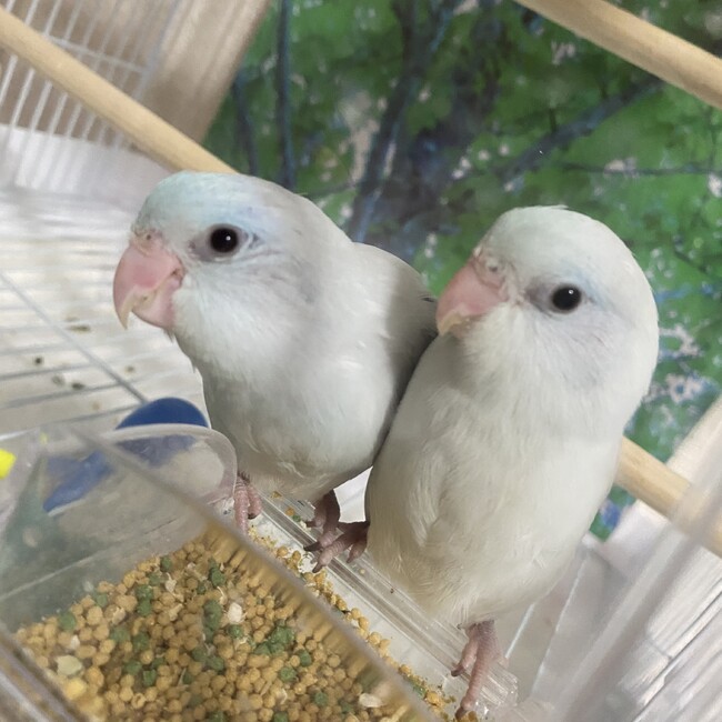 ゆ氏のカバー写真