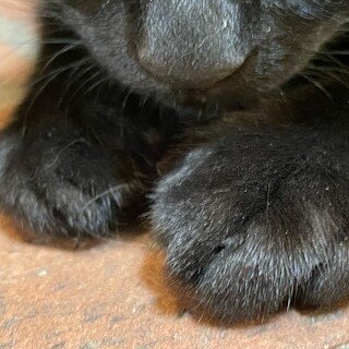 元気な真っ黒男の子