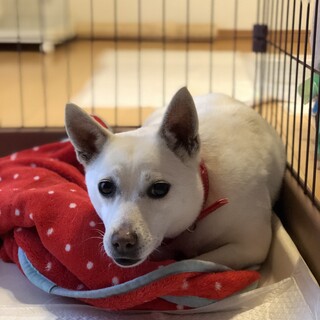 元気いっぱいの4歳の男の子です^ ^