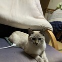 生後7ヶ月の子猫ちゃん
