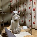 生後6ヶ月の子猫ちゃん