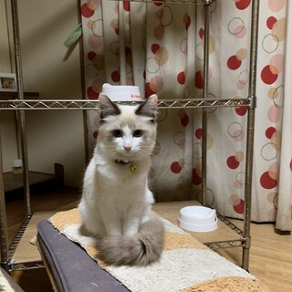 生後6ヶ月の子猫ちゃん