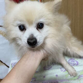 ポメラニアン男の子