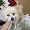 ポメラニアン男の子 サムネイル2