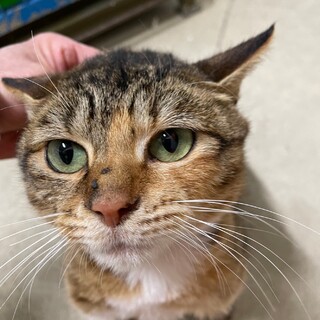 優しい家族に迎えられました！有難うございました。