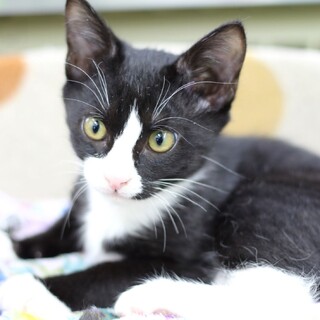 譲渡対象猫紹介（1004-2）