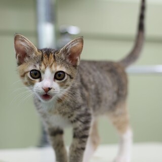 譲渡対象猫紹介（1004-3）