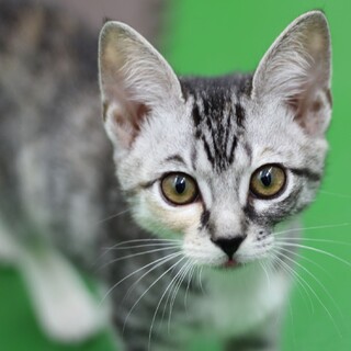 譲渡対象猫紹介（1004-4）