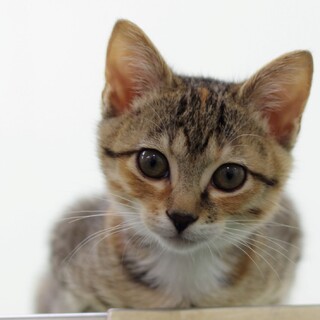 譲渡対象猫紹介（1004-5）