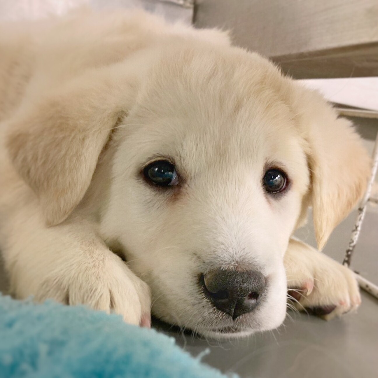 相談中 かわいい子犬 岡山県 犬の里親募集 ペットのおうち 月間利用者150万人