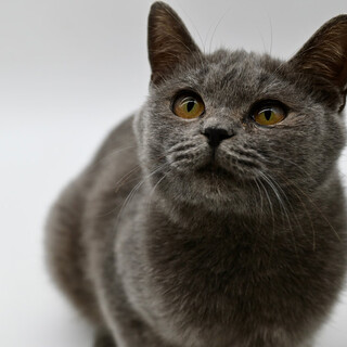 ブリティッシュショートヘア風ルシアちゃん