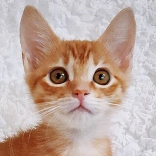 12/11　譲渡会参加予定☆メープルちゃん