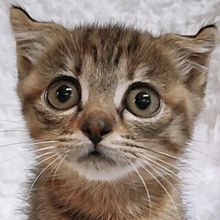 12/25　譲渡会参加予定☆セサミちゃん