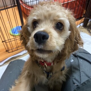 素敵なお家が決まりました。