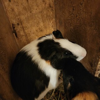 モルモット　メス　オス　二匹づつおります