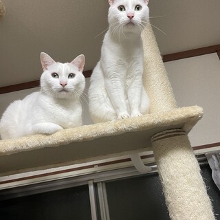 白い男兄弟-里親募集中