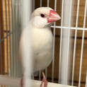 白文鳥　甘えん坊のやきもち焼きです