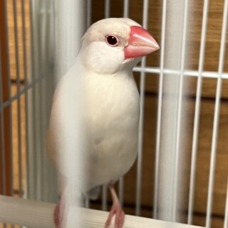 白文鳥　甘えん坊のやきもち焼きです