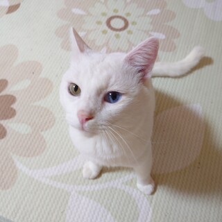 オッドアイの白猫（♂）推定2歳！人懐っこい子です