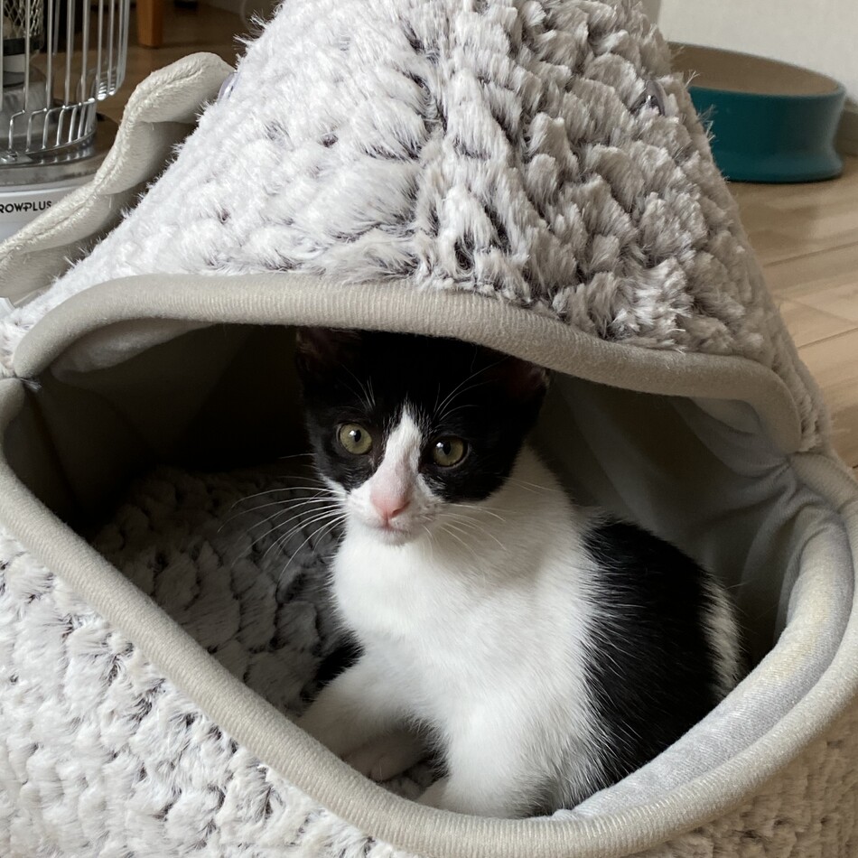 こうのカバー写真