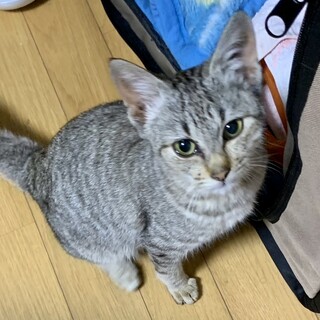 白血病の子、切ないくらいに可愛い！