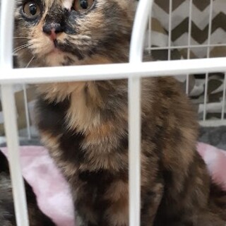 ゴロゴロにゃんです♪長毛の鉄代