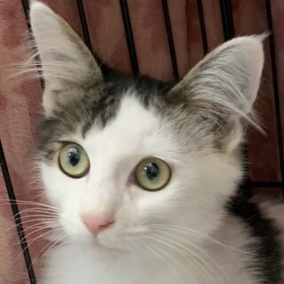 長毛でとってもなつっこいシロ黒のクリ坊君❣️