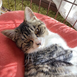 横顔がとってもかわいぃ女の子！子猫ちゃん