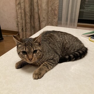 8ヶ月男の子のキジ猫ちゃん！！