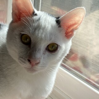 超甘えん坊、雪だるまみたいな男の子♂