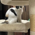 人懐っこい6ヶ月〜8ヶ月くらいの子猫
