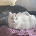 6.8ヶ月の美人な子猫
