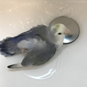 水浴びさとるくん