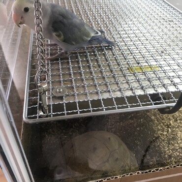 カメ部屋に侵入中さとるくん