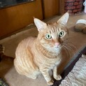 オス　4歳未満　去勢済み