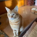 オス　2歳未満　去勢済み　里親さん候補者1人います