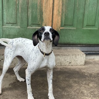 ポインターの女の子【バナナ】実猟に出ていた子です