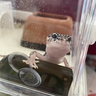 ヤングアダルトの男の子です