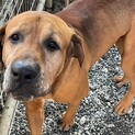 飼育放棄によるレスキュー　土佐犬♂